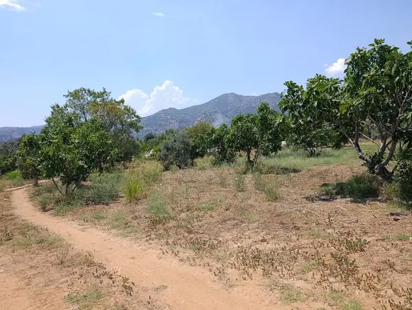 9.300m yerleşim alanı na yakın tamamı düz incir bahçesi küçük görsel 1