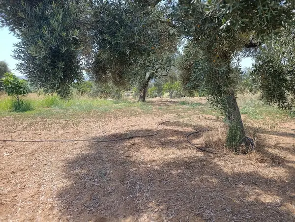 2.000m tamamı düz zeytin meyve bahçesi küçük görsel 1
